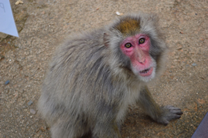 Monkey